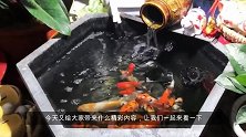 喜欢养鱼，在院子里造个小鱼池，养锦鲤，装置水循环系统，意境美