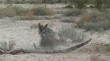 同族相残，长毛鬣狗争夺领地厮打在一起！