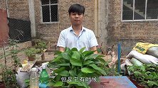 绿萝长势缓慢？盆里扔片它，根系健壮，冒新芽