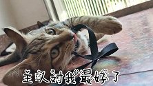 主人用一根手机绳挑起猫咪大战，当然了，小黑除外。