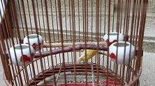 笼养玉鸟：它喜欢蹲笼底，加装站杠能否解决？或是另有妙招？