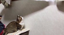 我真的没有藏小母猫，大脸猫一脸不相信：你打开后面的帘子我看看