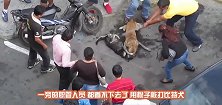 比特犬挣断铁链突袭白马，结果被一脚踢中脑门，这下估计惨了