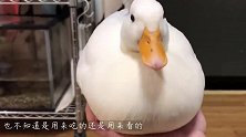养鸭成了新的炫富名词？地摊上的小黄鸭，一点也不输网红科尔鸭！