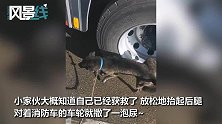 消防员小哥全副武装进火场救出小黑狗 狗子下一秒的举动让人笑喷