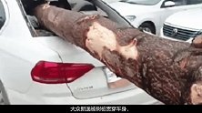 大众朗逸被树桩贯穿车身，前后玻璃都碎了，A柱却让人觉得欣慰！