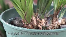 兰花的叶子从下往上发黄，根系却很好，原来是患了这个“病”
