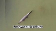 又是“怪鱼”？宁夏银川再现鳄雀鳝踪迹，目击者：体长六七十公分
