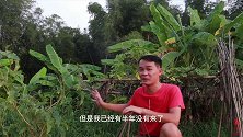 教你清蒸鱼小妙招，淡水鱼也可以很鲜甜，学会了吗