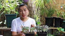 多肉叶片一碰就掉？一件事坚决不要做，做了过不了秋