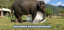 大象不小心踩坏洒水器，手忙脚乱想将其堵上，镜头记录全过程