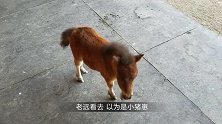 这匹马儿身高不足85厘米，看上去太可爱了，网友矮种马