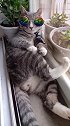 猫：吃饱喝足了，躺在阳台上晒晒太阳！