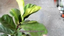 盆栽琴叶榕修剪促分枝，剪的枝插水里20天长根，快速培育新幼苗