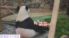 害羞的熊猫永明背对观众当吃货，超级任性的大耳朵可爱至极
