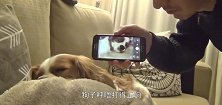 狗子呼噜打得正响，主人录下了狗子打呼噜的视频，接着忍住别笑