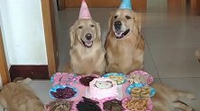 金毛过生日，铲屎官给金毛准备了生日礼物，这一幕好温馨啊