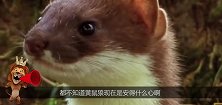 好狡猾的黄鼠狼：先是给兔子跳舞，下一秒就把兔子叼走了