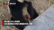 大熊猫用上人脸识别 网友：再也不会傻傻分不清啦