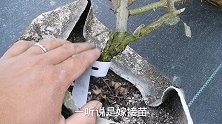 月季嫁接苗比扦插苗差？到底是不是这样呢？一起了解一下