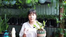 石斛兰长势弱？教你一个小妙招，长根长芽特别快
