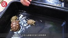 枯井中发现108只乌龟，怎么活下来的？网友：一锅炖不下