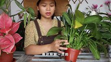 白掌爆盆别高兴太早，及时换盆，小帆帆冒不停