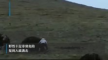 遇野牦牛冲撞男子藏牛粪堆后逃生，目击者：超800公斤重 野性十足