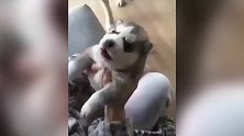 好萌的猫咪啊，看着大大的眼睛，真的是好漂亮啊！