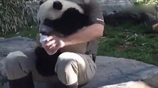 熊猫宝宝粘着饲养员要奶喝,不给就抱大腿,好萌
