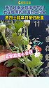 两名越南女孩清明节时为越南的中国烈士扫墓。愿烈士能早日荣归故里。