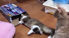 三只猫咪一见到纸箱，都想进去一探究竟，都是好奇的猫咪