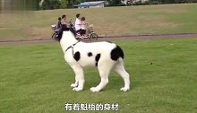 高加索犬大战中亚犬，打斗场面激烈到一度失控，下一秒太精彩了
