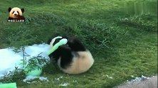 头顶呆毛的熊猫宝宝把冰块儿套在胳膊上，萌出新高度