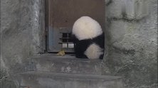 熊猫宝宝扒门缝，看不清还倒着看，结果把自己给摔了