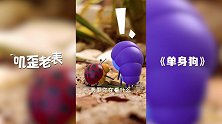 第10集《单身狗》