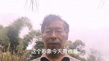 黑松有哪些天敌？执着盆景带你去看看，你会明白日常管理的重要性