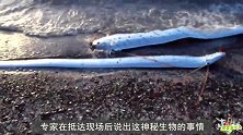 一场大暴雨过后，海边发现身长6米生物，渔民看清样子后不淡定了