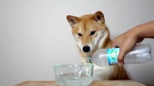 给狗狗喝苏打水会发生什么？结果太好笑了，直接跑了。