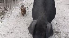 猩猩：吐舌头得加五块，那边交钱去吧