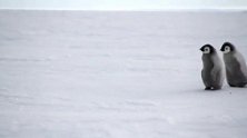 好萌!父母走了,小企鹅们摇头晃脑跟着领头大哥寻找食物