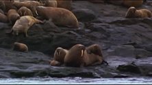 北极熊捕杀了小海象，岸上的雄海象们，却还在晒太阳(1)