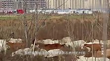 湖南农民放羊，发现五把战国青铜剑，主动上交获荣誉称号