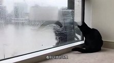 发现窗外有人擦玻璃，小猫搞笑举动，让网友瞬间圈粉！