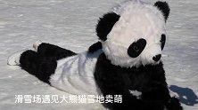 春节广元近郊游，滑雪场遇见大熊猫卖萌，超可爱！