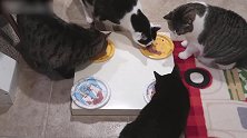 这些个猫咪都好听话啊，看着吃的干干净净的盘子，真是可爱！