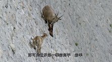 镜头拍下惊险一幕，原以为大坝上有人在施工，仔细一看根本不是人