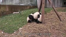 这才是真正的“躺枪”，狗子一边看热闹，怎料惨遭一顿毒打！