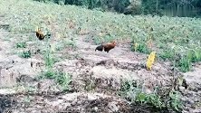 在田里用家鸡做诱饵，你猜野鸡会上当吗