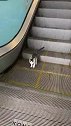 猫使劲走，总有一天电梯就会没电了！